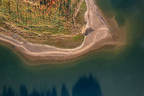 istock Overlooking the fallen feathered cedar by the autumn lake 2254220499