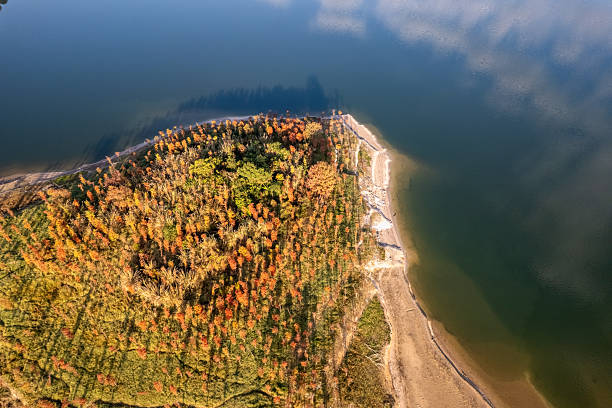 istock Overlooking the fallen feathered cedar by the autumn lake 2254220518