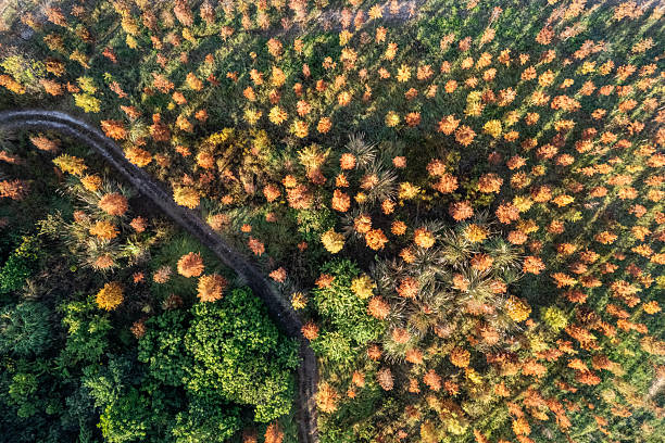 The bald cypress in autumn