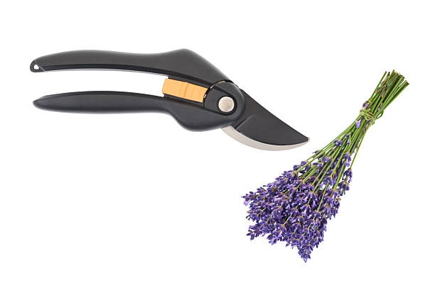 Garden secateurs and lavender flower isolated on a white background. Top view.