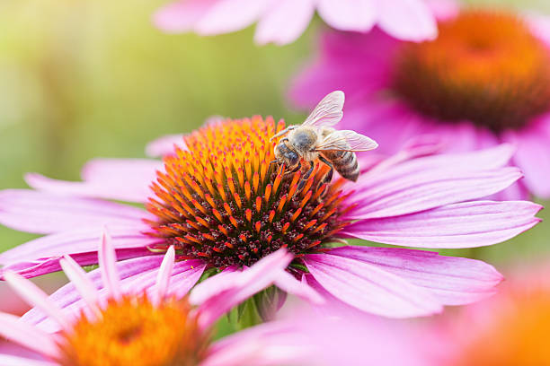 Bee on purple coneflower echinacea. Defocused bright green nature background