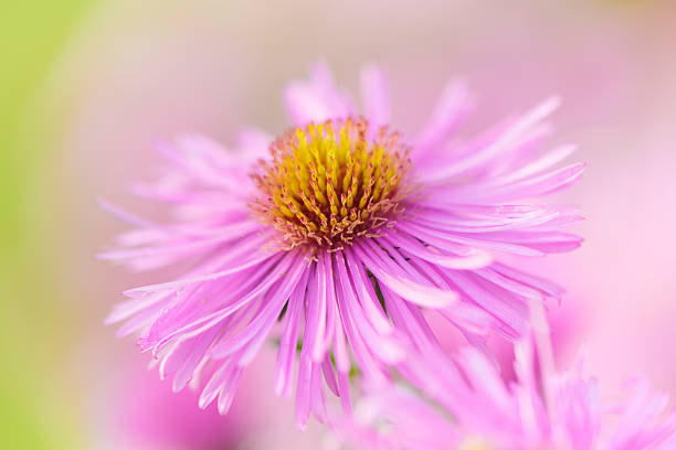 Lavender flower head close up. Pastel green natural background.