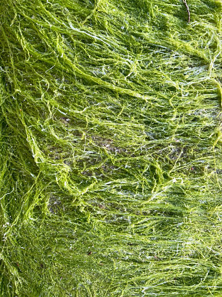 istock background of green grass 2254222526