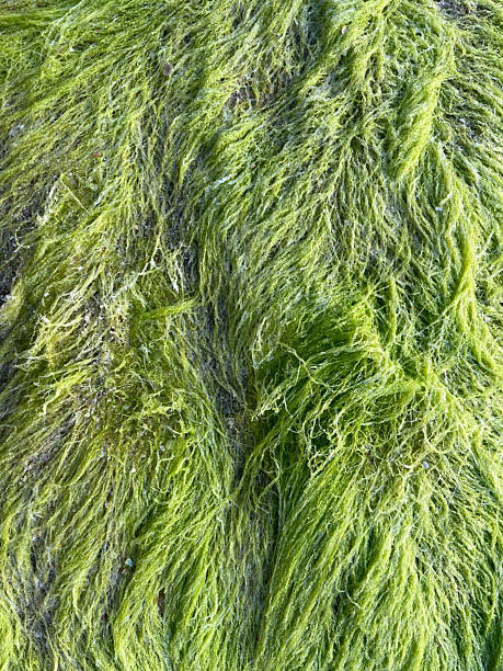 istock background of green grass 2254222529