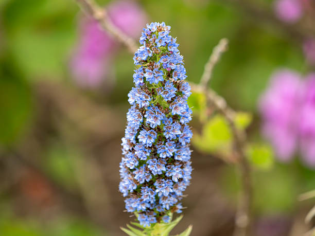 Echium Vulgare plant