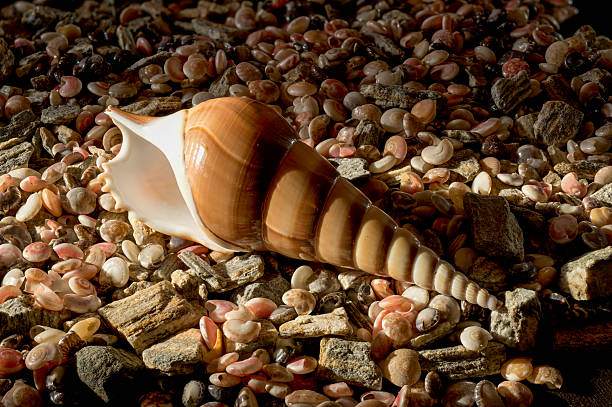 A long, pointed spiral seashell rests on a bed of tiny pink shells and grey gravel, captured with sharp detail and warm side lighting