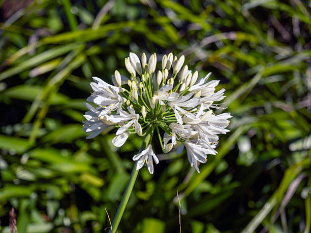 Agapanthus flower head