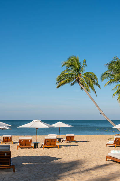 istock Sunny Tropical Beach Scene with Empty Lounge Chairs and Palm Trees 2254226751