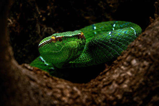 Sulawesi keeled green pit viper, Tropidolaemus subannulatus celebensis