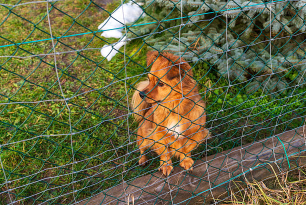 Close-up of a small long-haired dog sitting behind a green mesh fence, looking aside with an attentive expression. Pet ownership and backyard protection concept with natural light, texture detail, and candid mood.