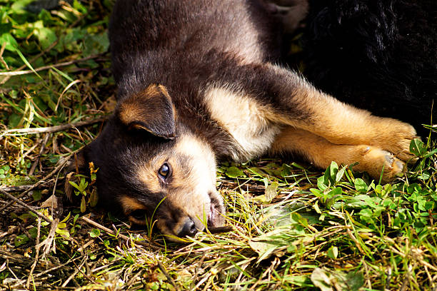 Stray dog ​​puppy lies on the grass
