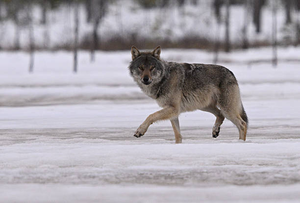 Wolf walking through snowy Finnish forest