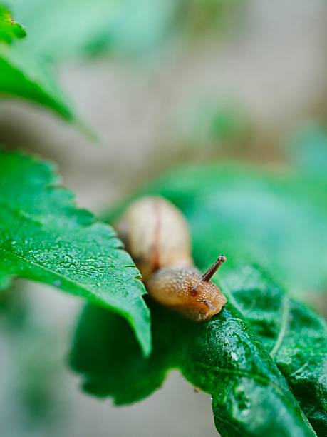 A snail is sitting on a leaf