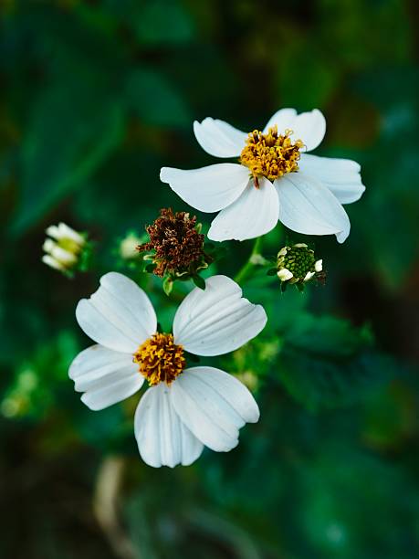 Macro photograph of Pansy Bloom with white flower, yellow pistil and green leaves. Copy space