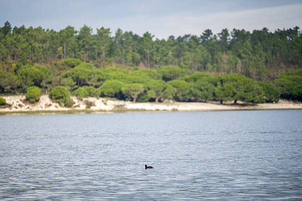 Waterbird swimming on calm lagoon water