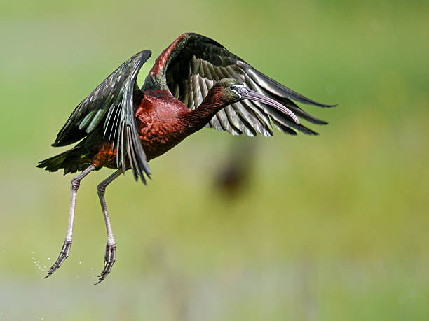 Glossy Ibis in flight with iridescent plumage