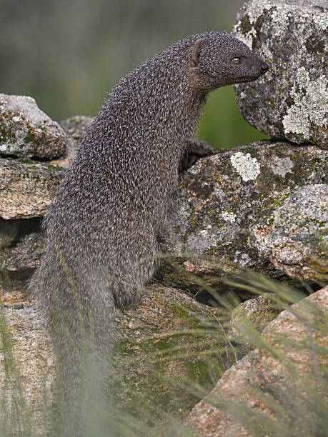Egyptian mongoose searching for food