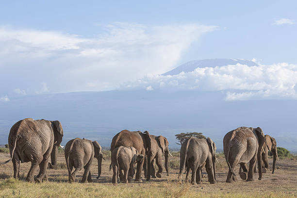 istock A herd of elephants walk towards Mount Kilimanjaro 2254231672