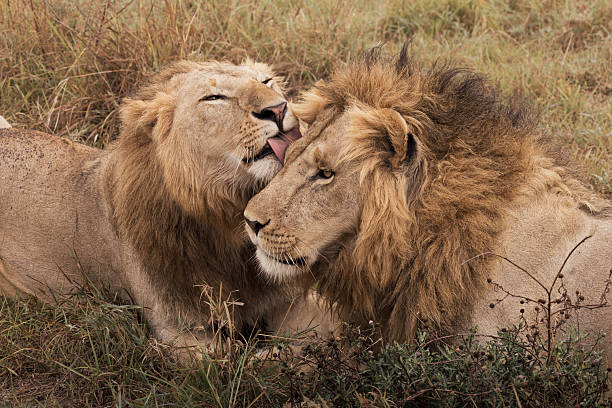 istock Two male lions groom one another 2254231983