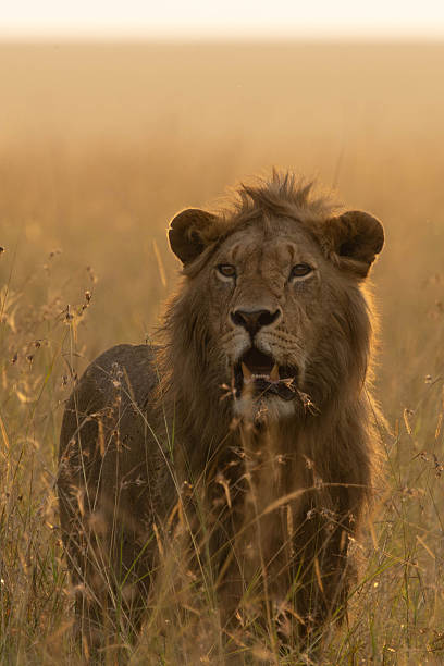 istock A male lion in beautiful golden light 2254232067
