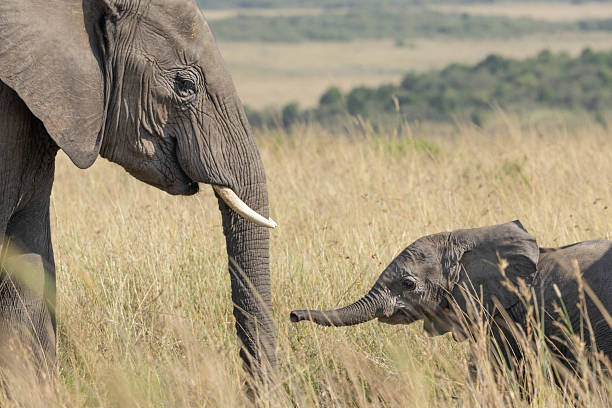 istock A baby elephant and his mother 2254232089
