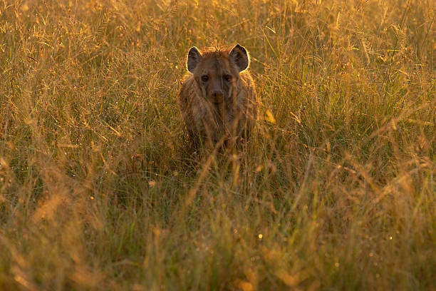 istock A hyena amongst the tall grass 2254232144