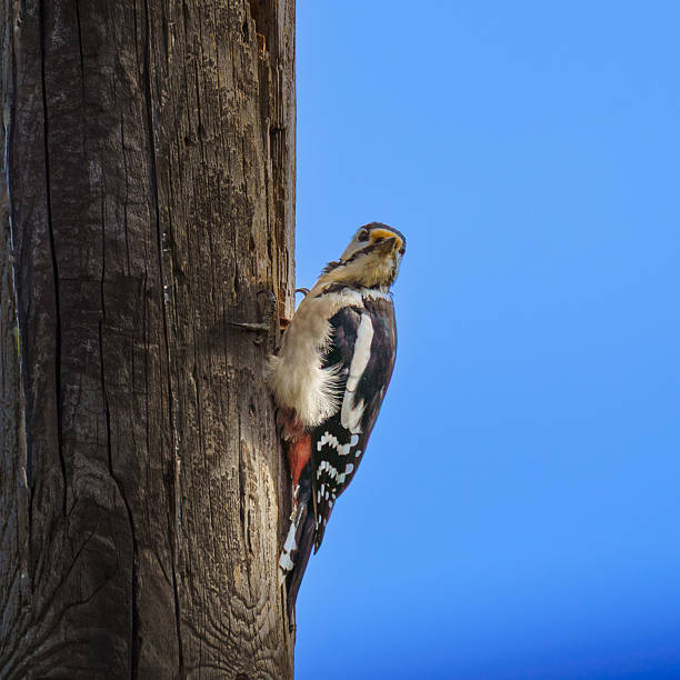 istock Dendrocopos major: Acoustic Communication and Territorial Drumming Behavior 2254232324