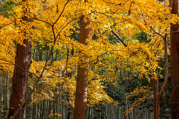 Golden Japanese maple leaves glow under warm sunlight, creating a stunning autumn spectacle against a tranquil bamboo grove backdrop. Experience the vibrant hues of fall foliage.