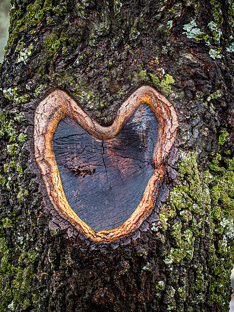 istock Heart shape growth on tree trunk showing love 2254233079