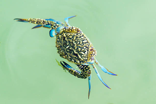 Swimming Japanese blue crab