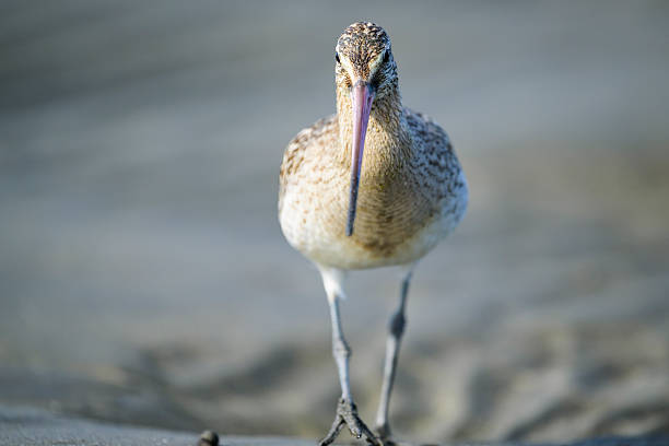 A front view of a Bar-tailed Godwit
