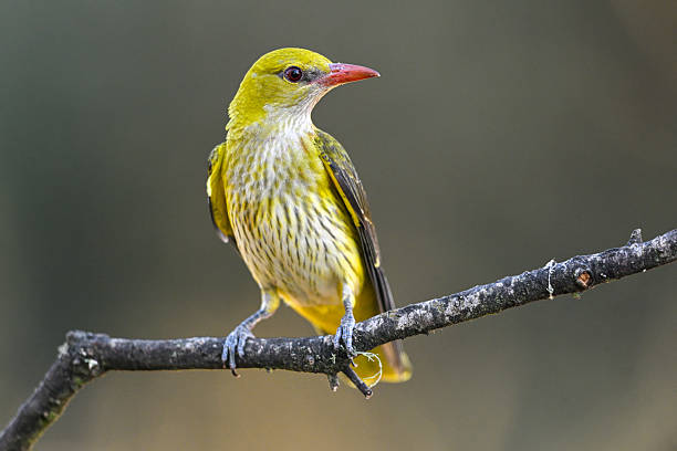 Female Eurasian Golden Oriole perched