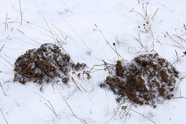 beautiful white fresh snow