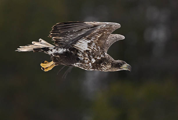 Juvenile bald eagle flying over Finland