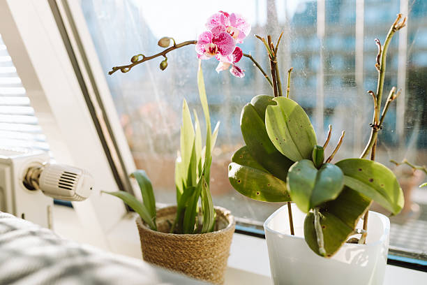 Pot with pink orchid on the windowsill. Close up