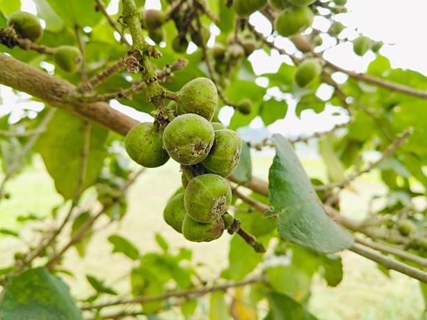 istock Fresh green leaves closeup texture 2254237338