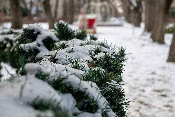 Snow covered trees in the backyard garden