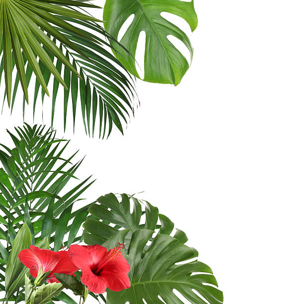 Tropical leaves and hibiscus flowers on white background