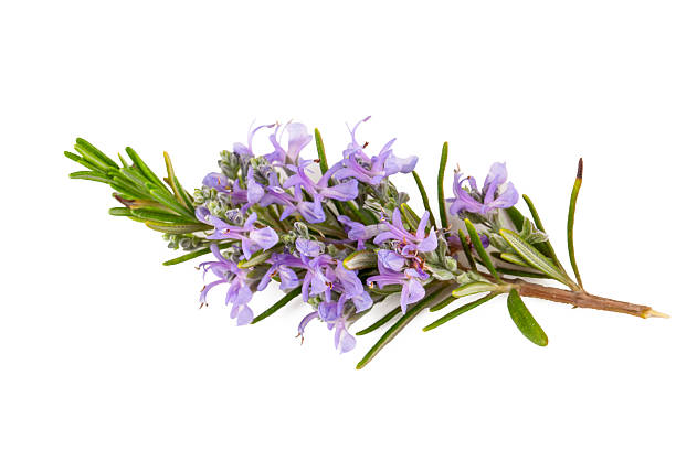 istock Fresh organic rosemary on the white background 2254240144