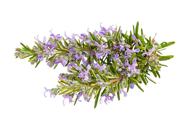 istock Fresh organic rosemary on the white background 2254240202