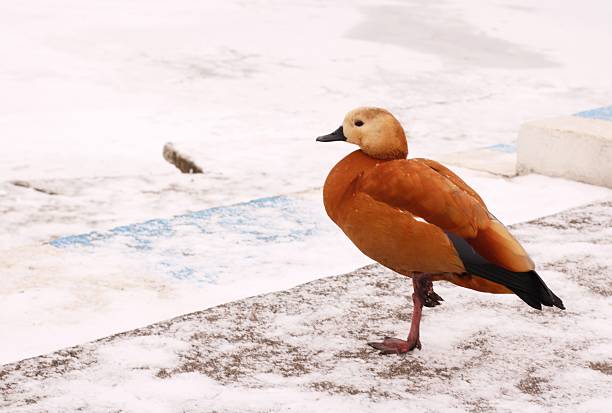 A striking portrait of a Ruddy Shelduck standing gracefully on a frozen landscape. The bird's vibrant cinnamon-colored plumage creates a powerful visual contrast against the pristine white snow, highlighting the natural beauty and endurance of wildlife in winter