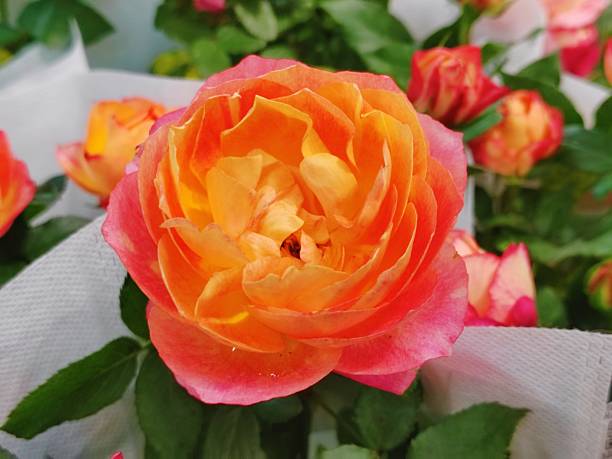 Baby Romantica Rose