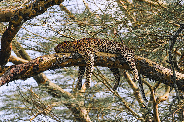 istock African leopard lays on tree and tries to sleep 2254244443