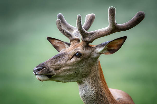 Young male red deer, the largest wild herbivore in Abruzzo, Italy. Successfully reintroduced to parks, it has adapted to forests and grasslands, known for its majestic antlers and roar.