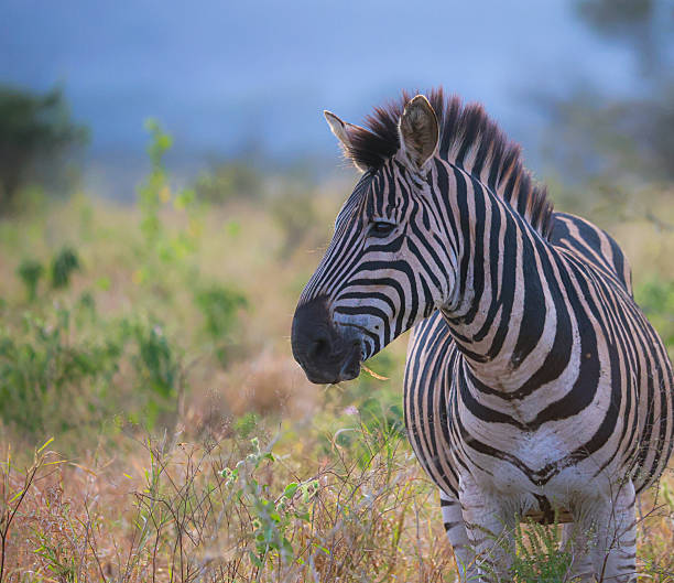 istock Plains Zebra Standing in Grassland 2254245393