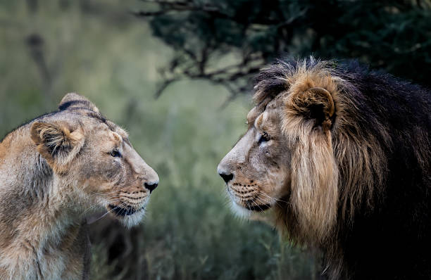 Two Lioness Found Measuring the Distance from her Food. Photo Taken while both of them were getting Ready for Attack. Picture taken at Gir Wildlife Sanctuary, Sasan Gir, Gujarat. VR56