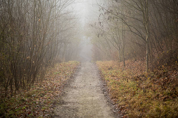 Wanderweg durch den nebligen Wald