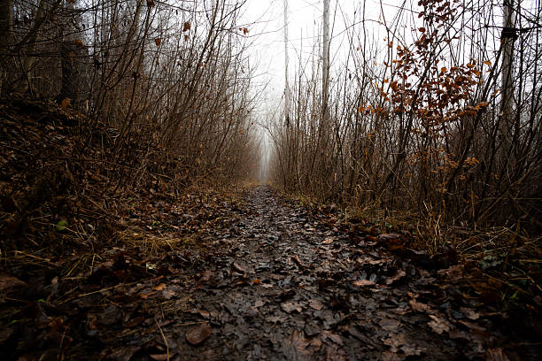 Wanderweg durch den nebligen Wald