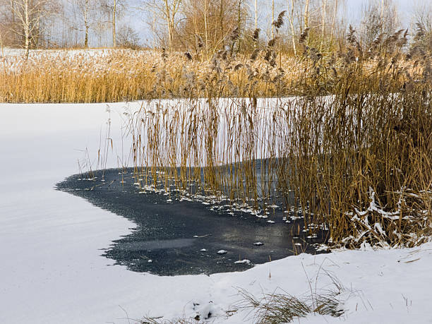 Natural winter scenery with dry PHRAGMITES AUSTRALIS growing along the edge of a frozen lake. Snow, golden reeds and dark ice create a striking seasonal contrast in this peaceful landscape. Photographed in Poland in December 2025. NO PEOPLE.