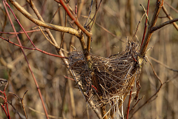 Abandoned Bird Nest in Winter Shrub